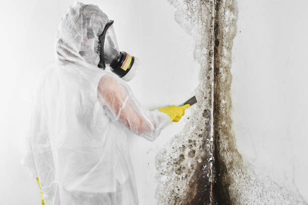 Best Mold Testing  in Merton, WI