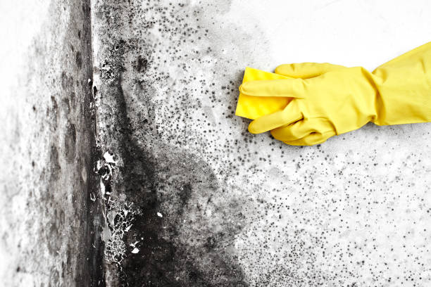 Best Best Mold Removal Companies  in Merton, WI