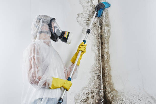 Best Home Mold Removal  in Merton, WI