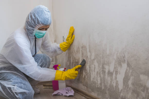 Best Water Damage Restoration  in Merton, WI