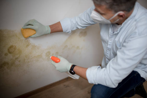 Best Local Mold Removal Service  in Merton, WI