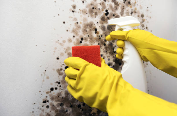 Mold Testing and Removal in Merton, WI